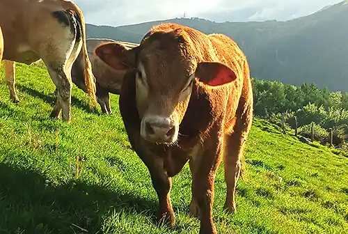 historia_limousin