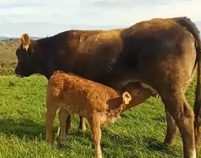 video_ganaderiaextensiva03